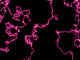 Lightning.jpg (29134 octets)