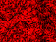 oakleydumontjacket.png (32194 octets)